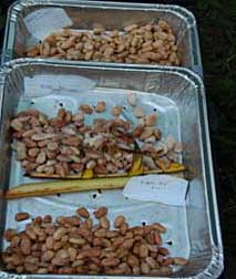 oak_chocolate/grow_fermenting.jpg