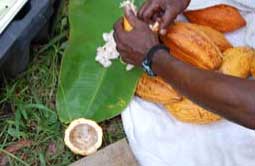 oak_chocolate/grow_sastri.jpg