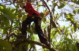 oak_chocolate/grow_shamba.jpg